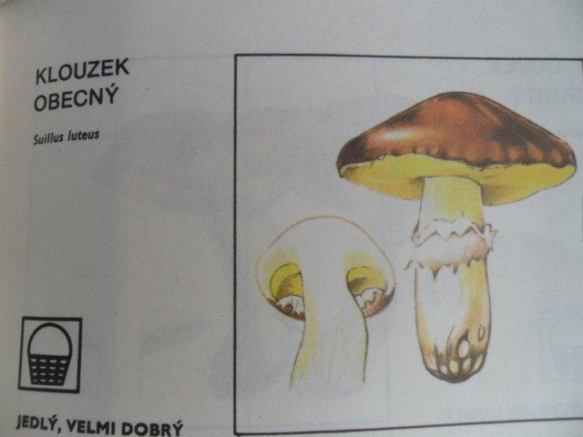 RADY PRO SBĚR A NÁKUP LESNÍCH PLODŮ A HUB