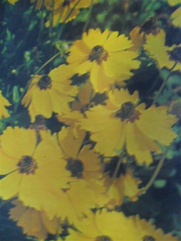 KASPAROVÁ - LETNIČKY A DVOULETKY