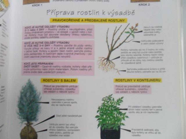 Dr. D. G. HESSAYON - OKRASNÉ STROMY A KEŘE