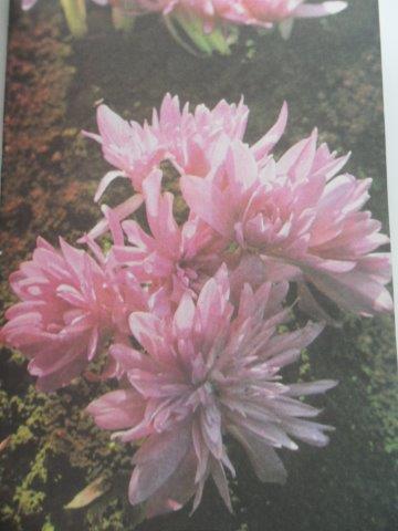 CIBULNATÉ A HLÍZNATÉ KVĚTINY