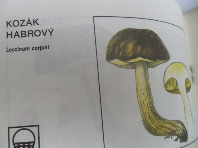 RADY PRO SBĚR A NÁKUP LESNÍCH PLODŮ A HUB