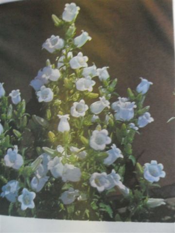 KASPAROVÁ - LETNIČKY A DVOULETKY