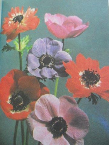 CIBULNATÉ A HLÍZNATÉ KVĚTINY