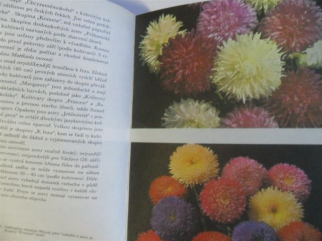 KASPAROVÁ - LETNIČKY A DVOULETKY