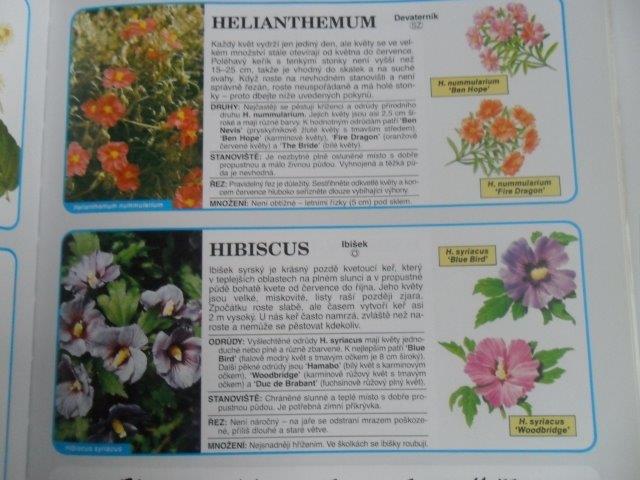 Dr. D. G. HESSAYON - OKRASNÉ STROMY A KEŘE