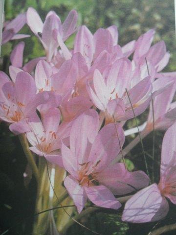 CIBULNATÉ A HLÍZNATÉ KVĚTINY