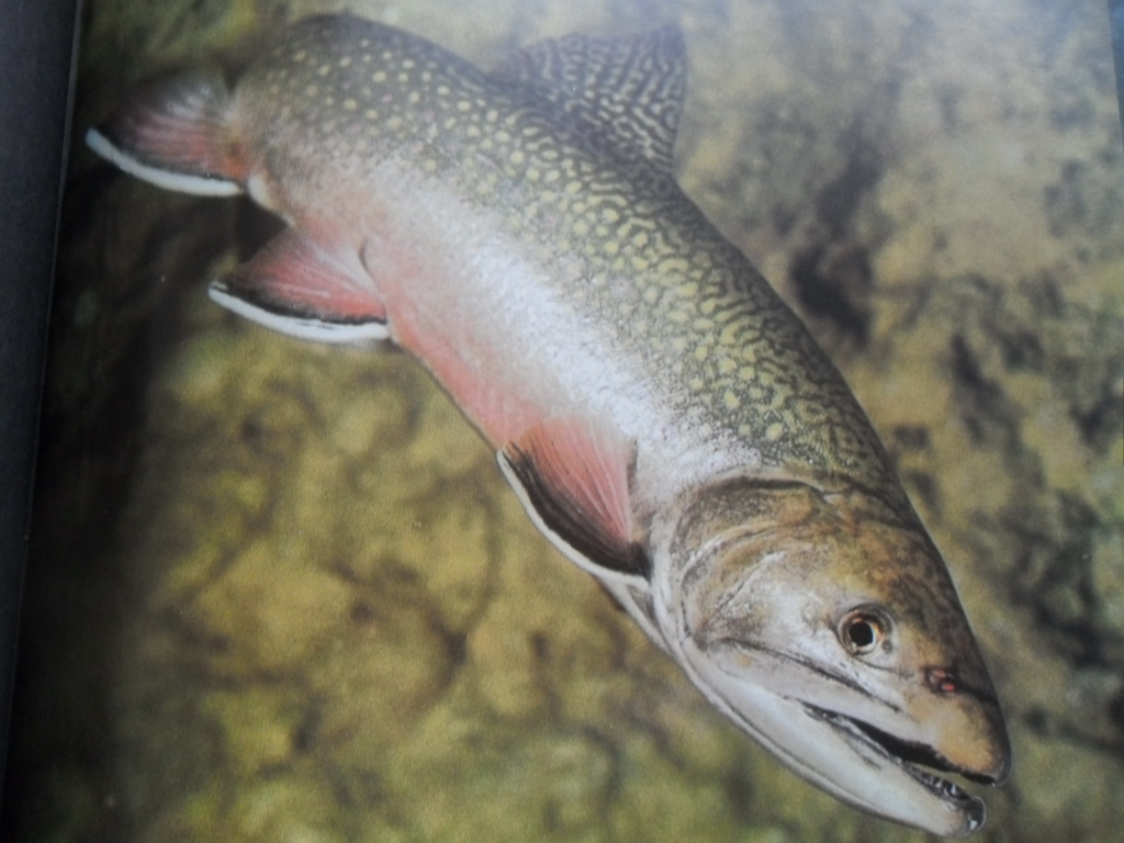 JAN RYS - RYBÁŘI SNŮ A SKUTEČNOSTI