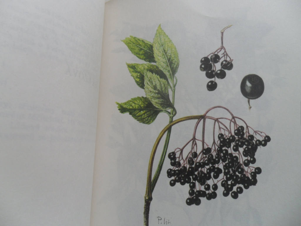 SBÍRÁME LÉČIVÉ ROSTLINY - LÉČIVÉ ROSTLINY II.