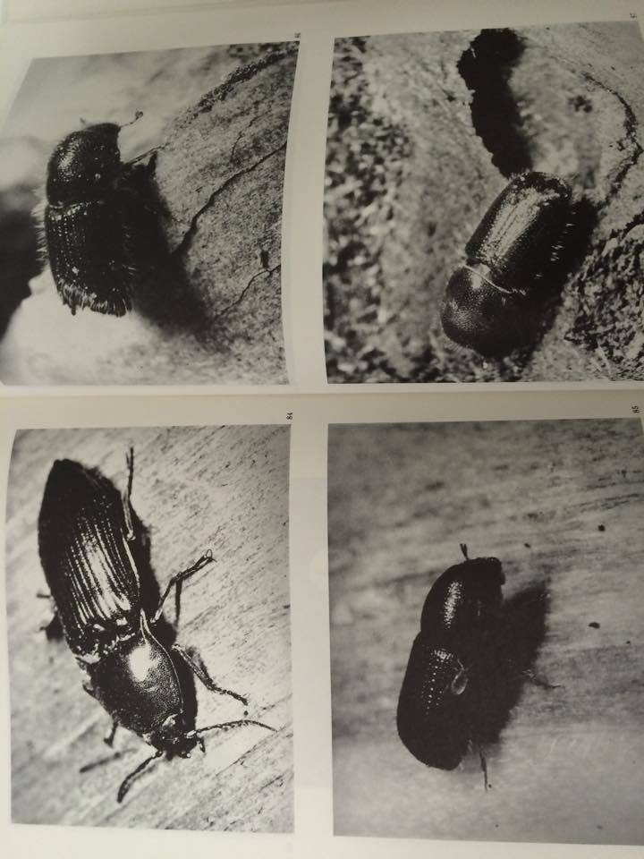 RADOSLAV OBRTEL - OBRÁZKY Z ŘÍŠE HMYZU