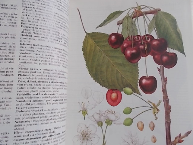 JOSEF KUTINA A KOL. - POMOLOGICKÝ ATLAS 1