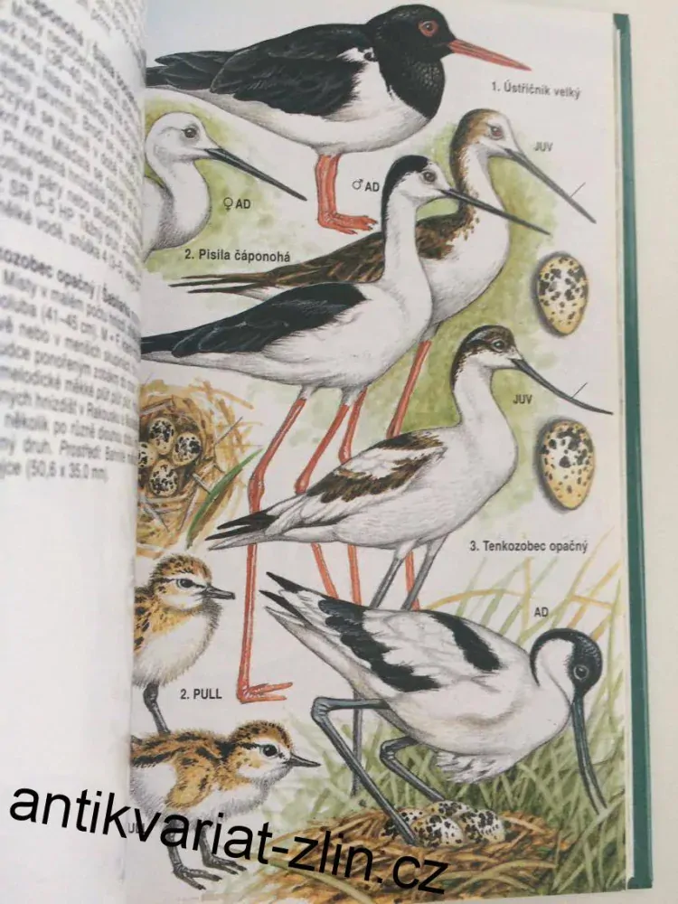 JAN DUNGEL, KAREL HUDEC : ATLAS PTÁKŮ