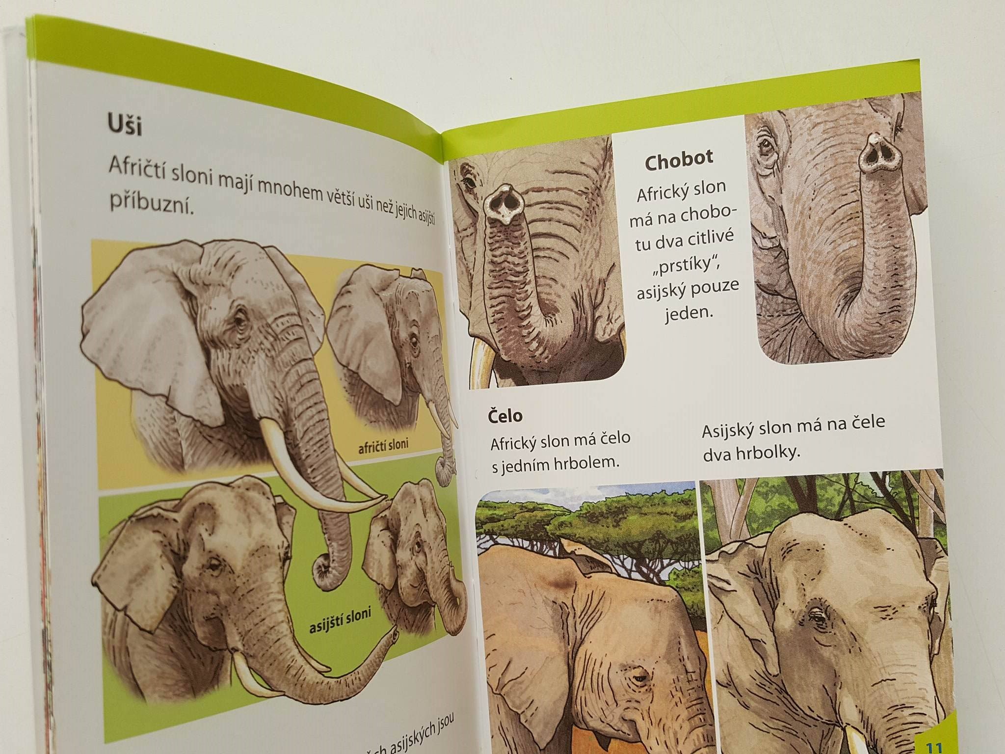 ZÁBAVNÉ UČENÍ SLONI