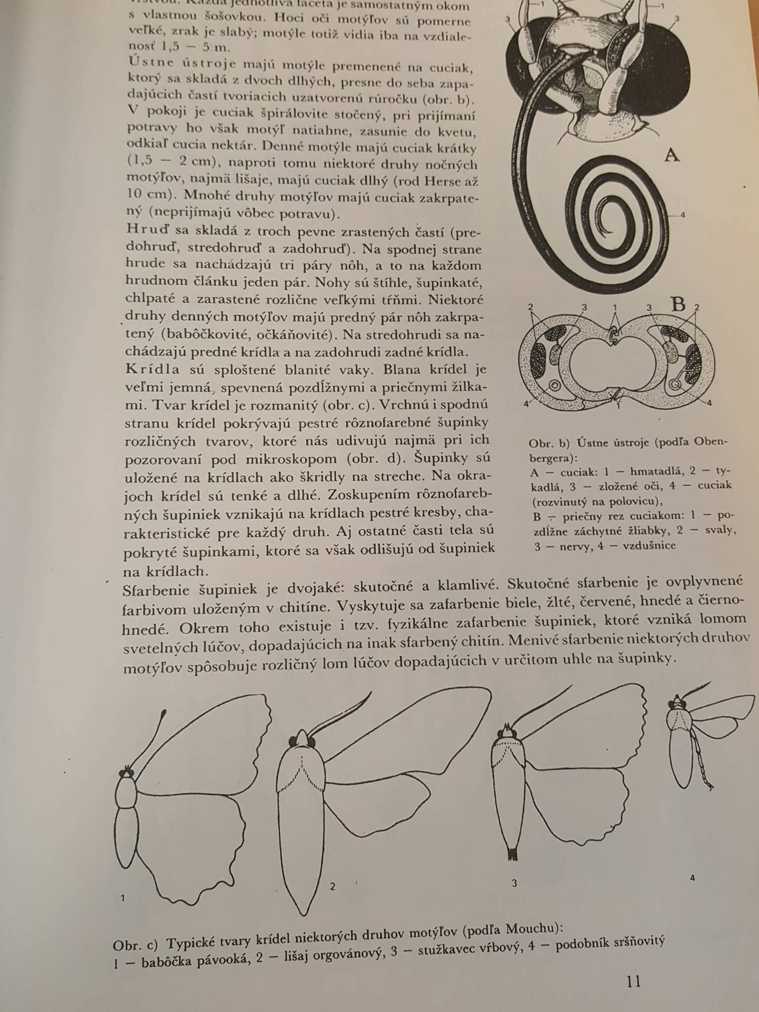 JOZEF PONEC - MOTÝLE ZBLÍZKA