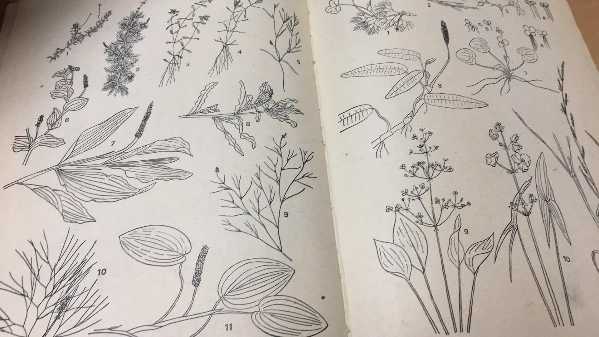 EGERT - ŠTĚDRONSKÝ - ZÁKLADY RYBÁŘSTVÍ