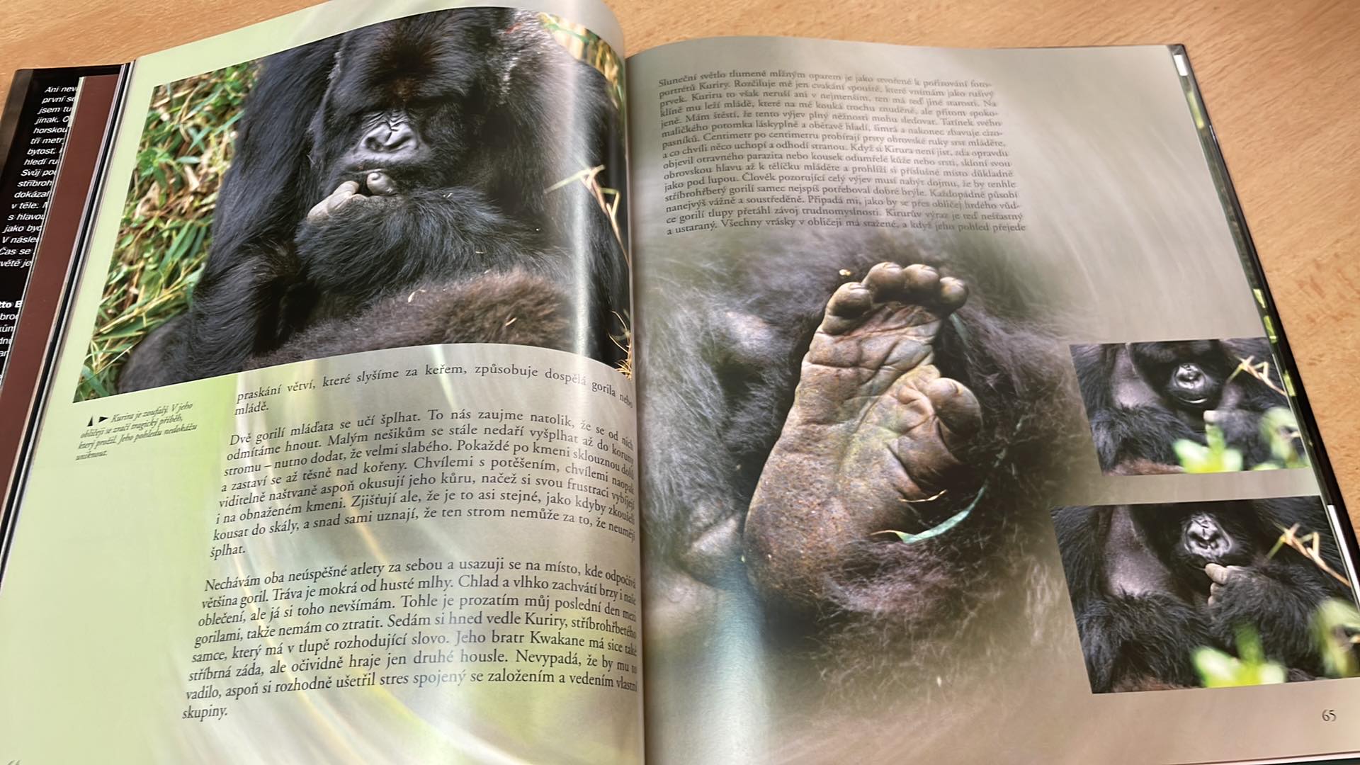 MATTO BARFUSS - MEZI HORSKÝMI GORILAMI