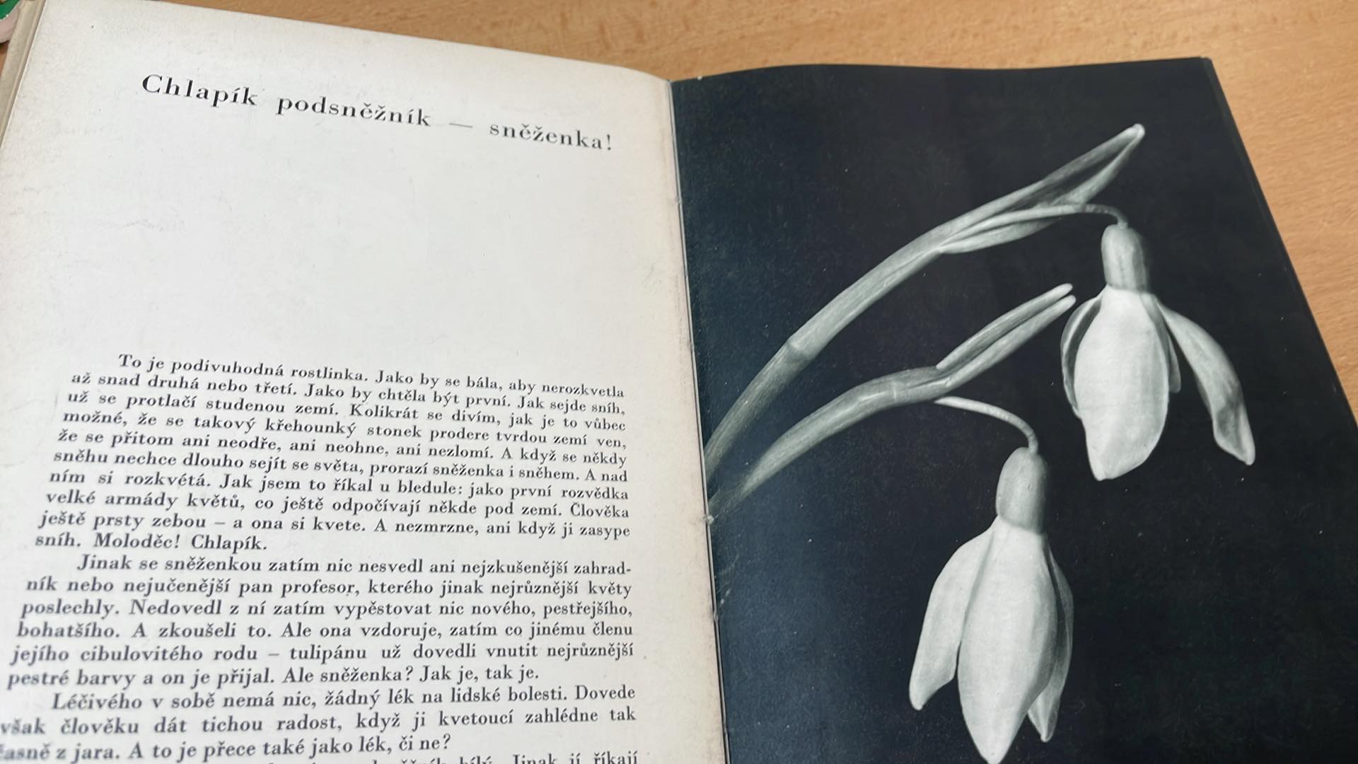 JOSEF NERUDA - POZNÁŠ JE, KDYŽ KVETOU?