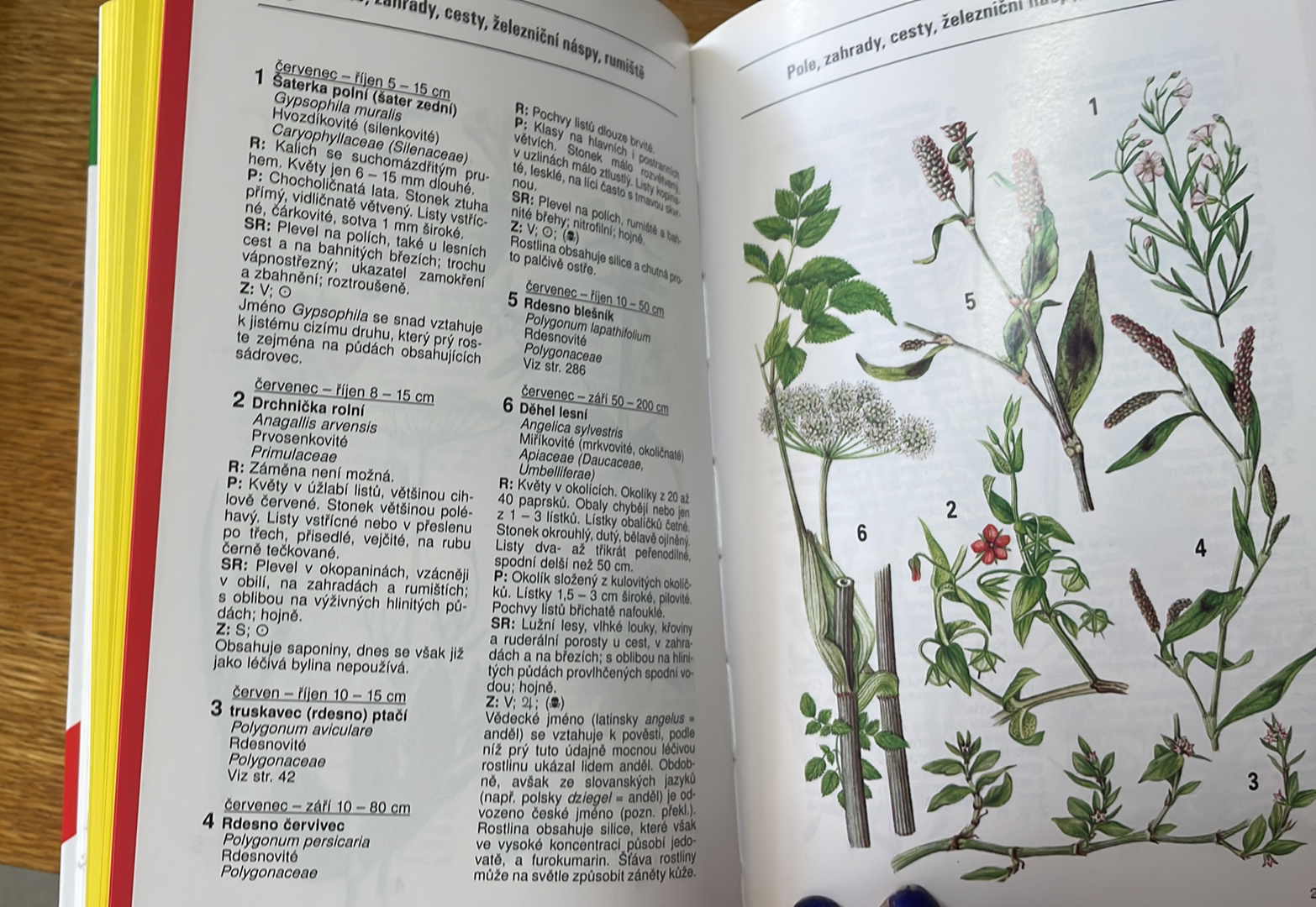 D. Aichele - Co tu kvete?