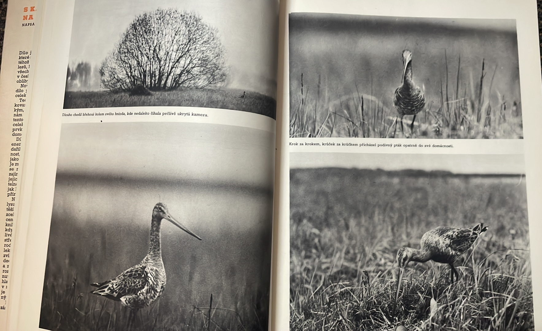 Dr. V. J. Staněk - S kamerou za zvěří na našich vodách