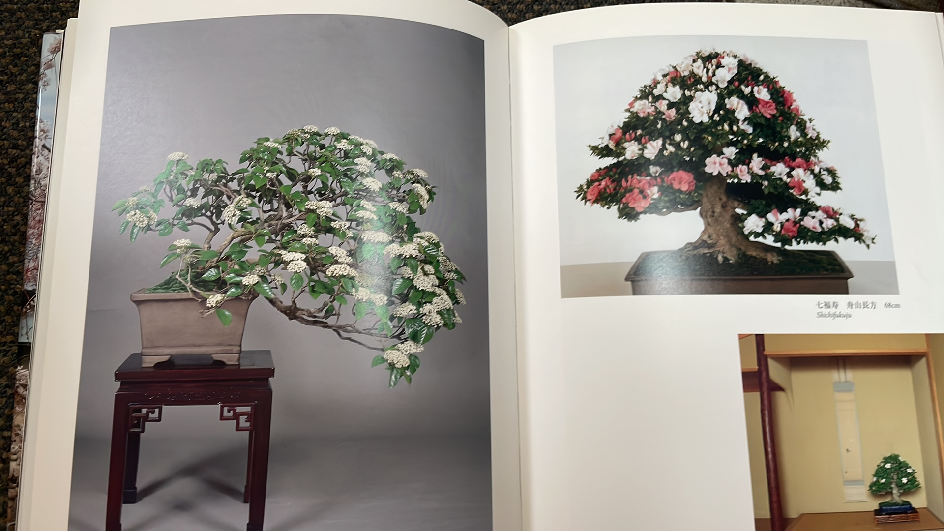 KUNIO KOBAYASHI - THE WORLD OF BONSAI