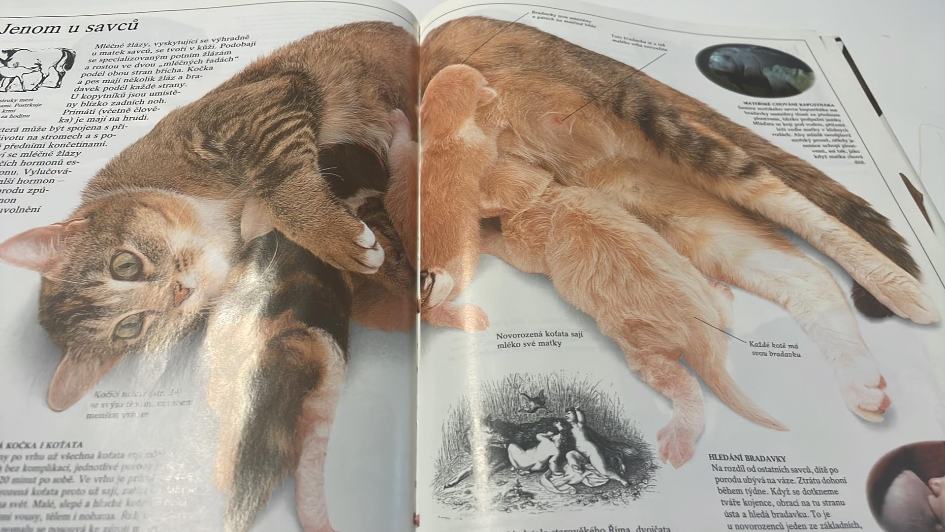 STEVE PARKER - SAVCI