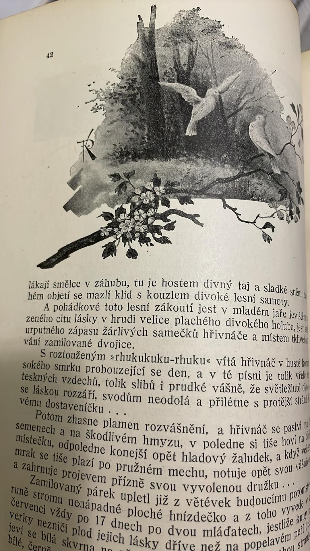 ST. REINIŠ : Z ČAROVNÉ PŘÍRODY