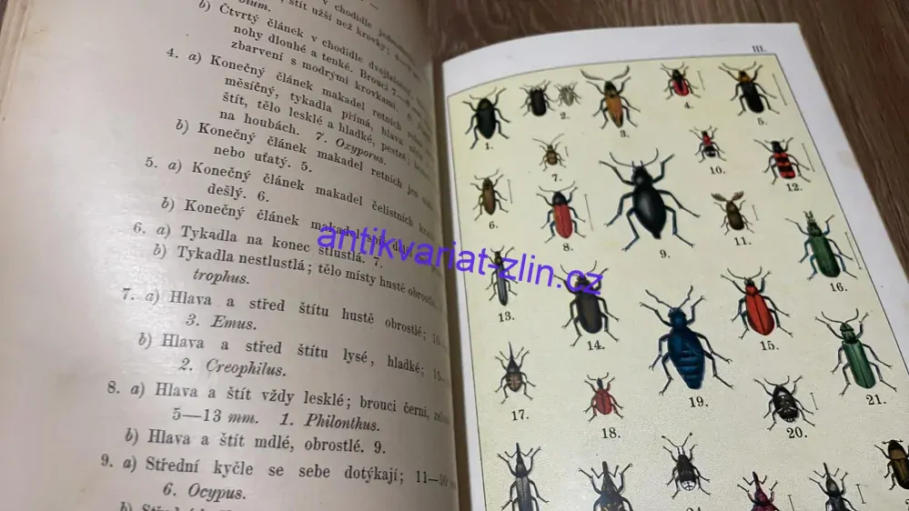 V. N. Boreckého : Malý sběratel brouků