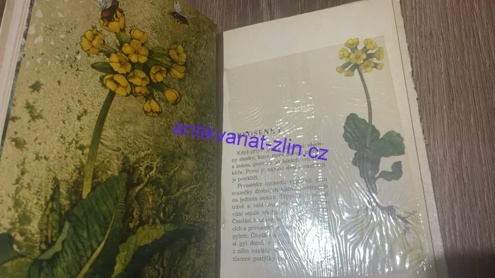 MÁRIA HAŠTOVÁ : AŽ PŮJDEŠ PO LUKÁCH