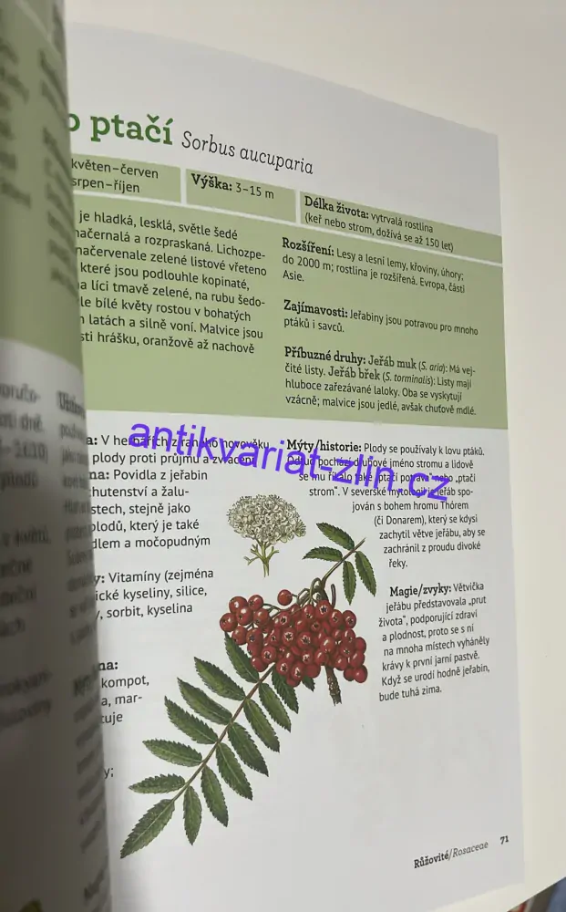 SCHERFOVÁ : PLANÉ ROSTLINY