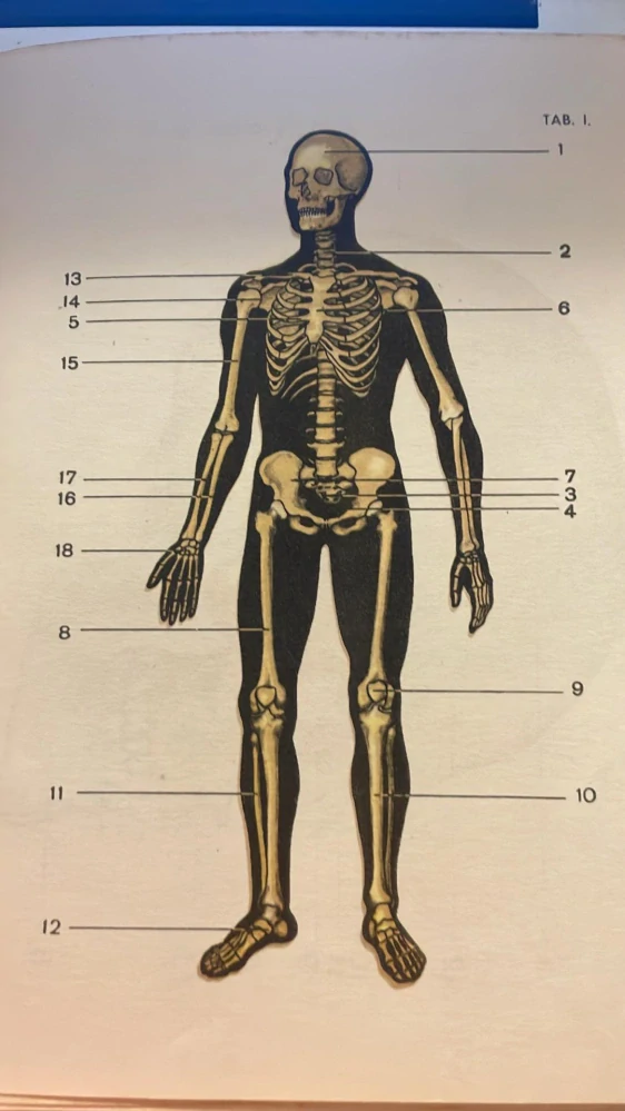 Anatomie a fysiologie člověka