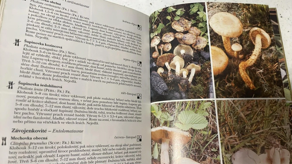 MIRKO SVRČEK : Průvodce přírodou: Houby