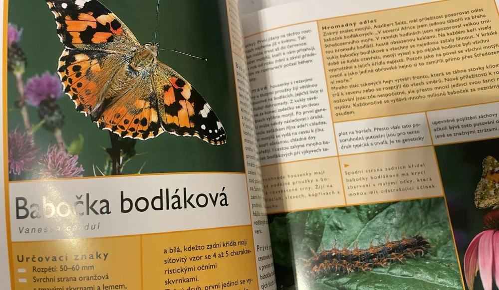 MICHAEL LOHMANN : MOTÝLI