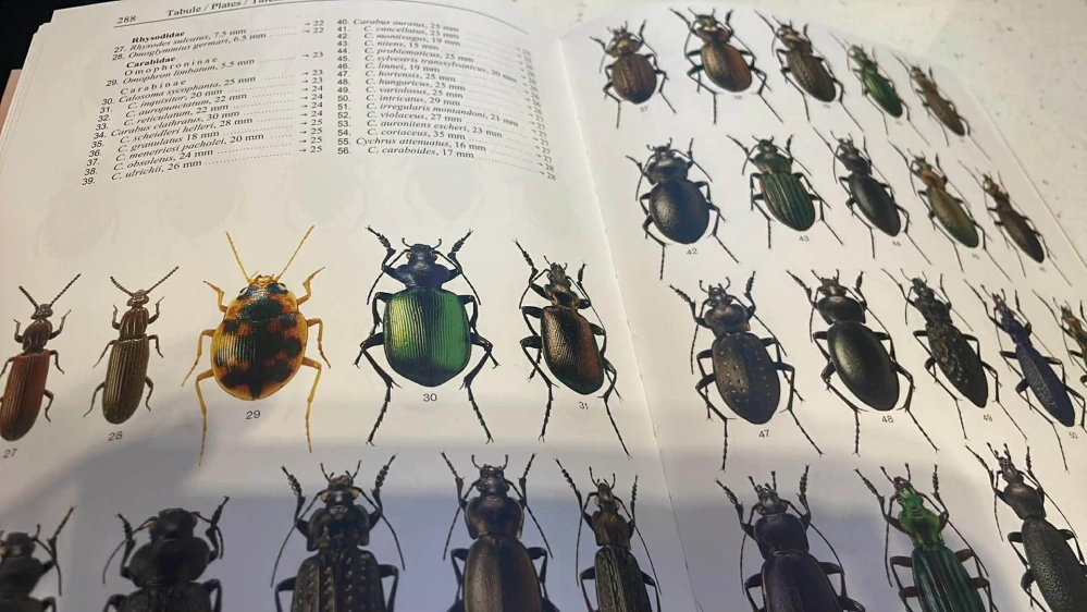 Karel Hůrka : Brouci České a Slovenské republiky Beetles of the Czech and Slovak Republics