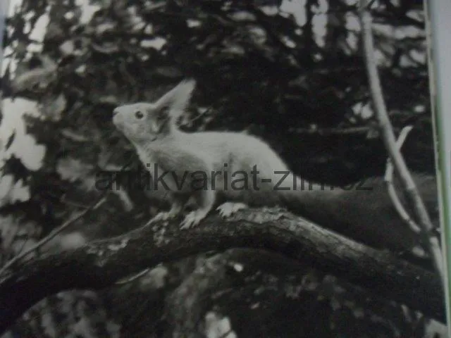 J. HOLEČEK, D. FISCHEROVÁ - O REZATÉ VEVERCE