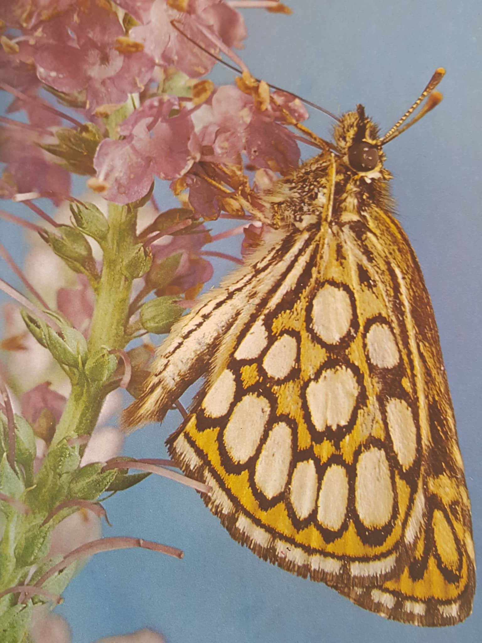 JOZEF PONEC - MOTÝLE ZBLÍZKA