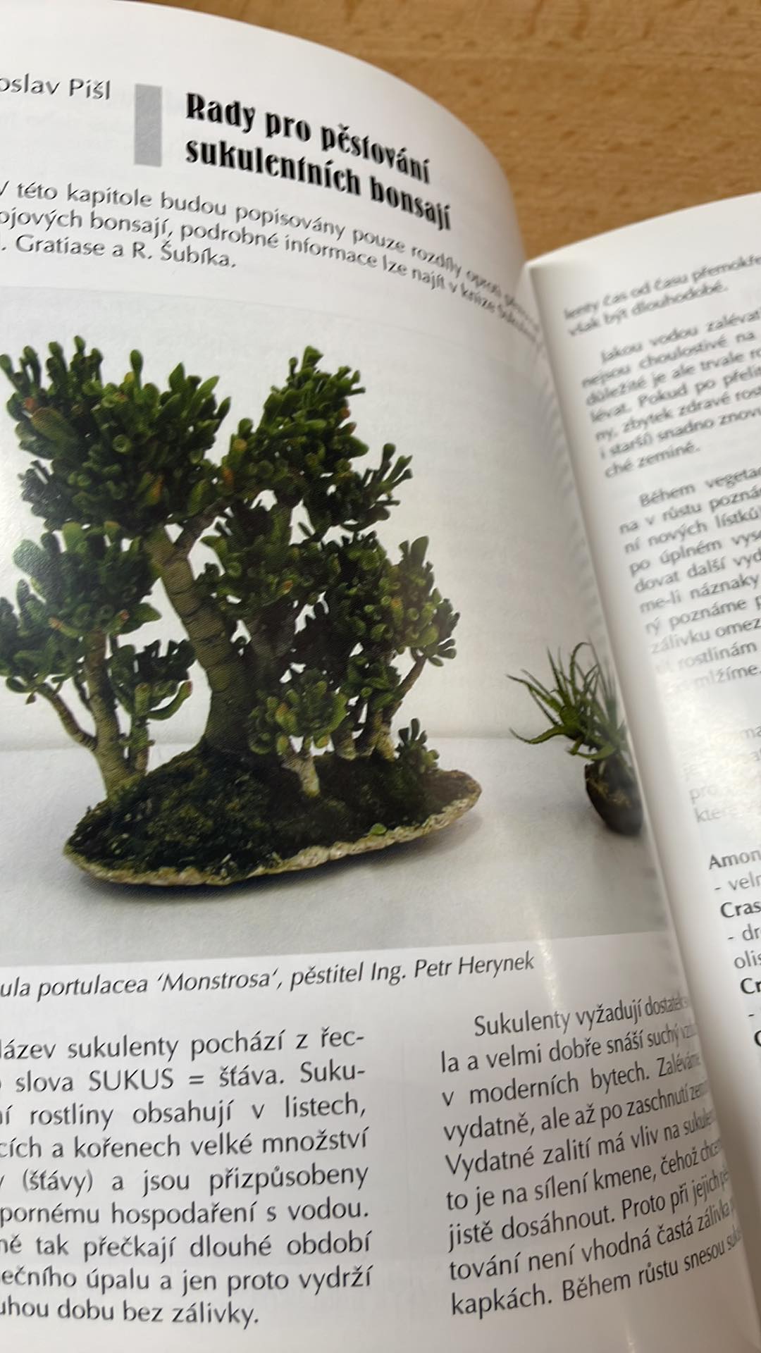 Jaroslav Pišl - Bonsai nejen v paneláku