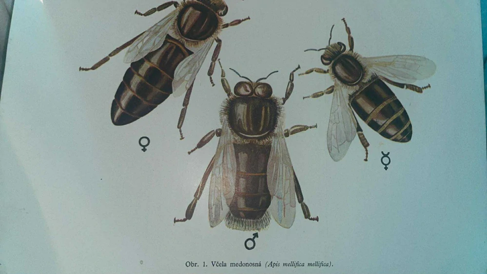 TOMŠÍK - VČELAŘSTVÍ