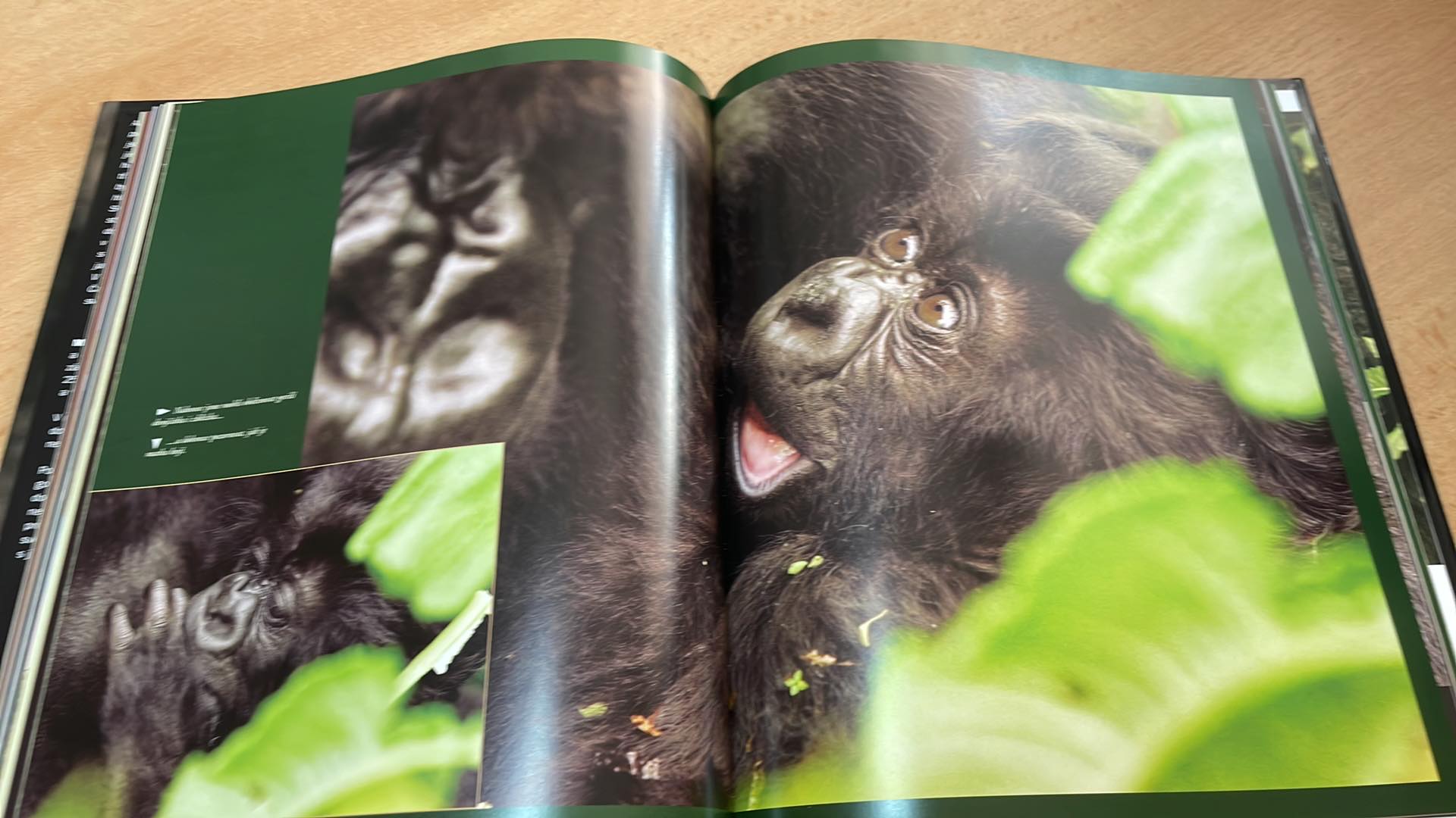 MATTO BARFUSS - MEZI HORSKÝMI GORILAMI