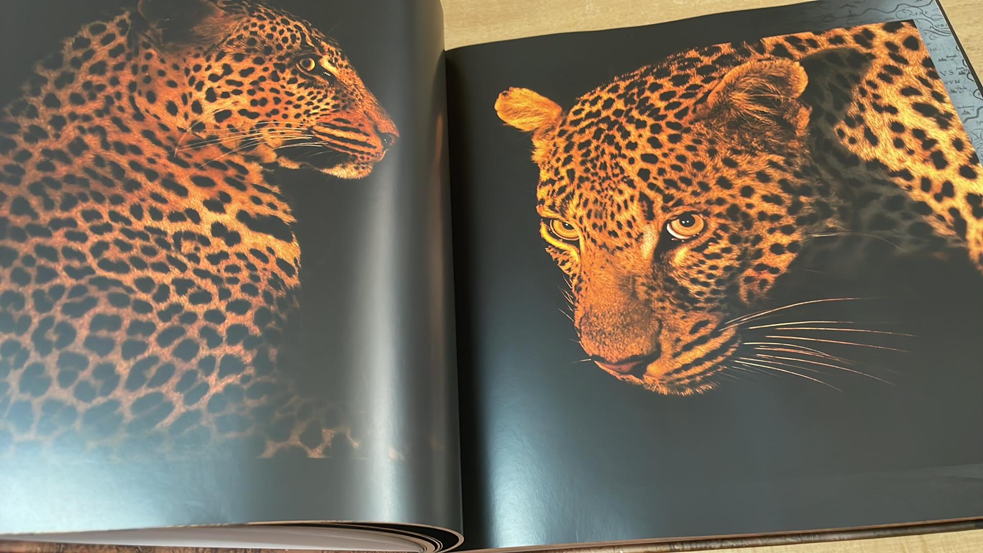 RICHARD JARONĚK - ZDE ŽIJÍ LVI