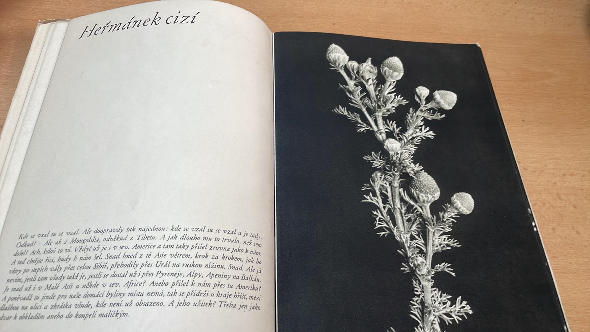 KYTIČKA JOS. NERUDY