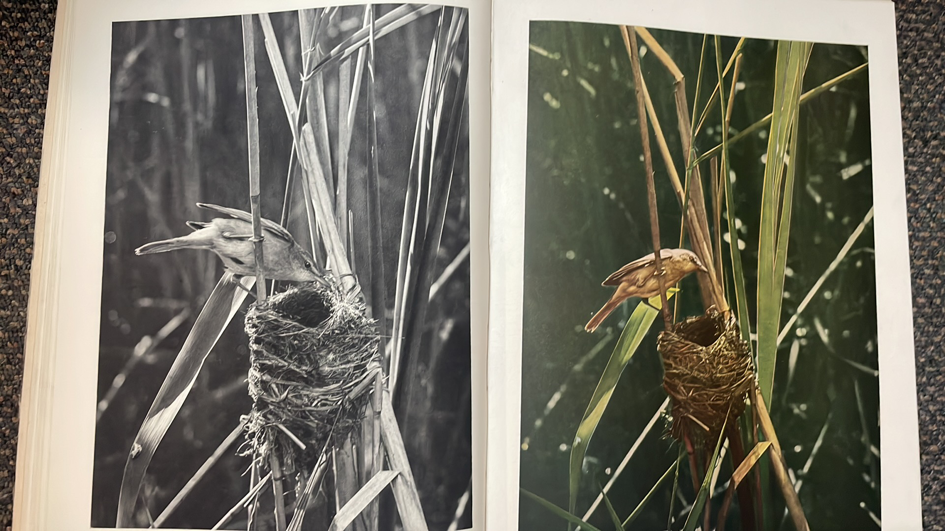 Dr. V. J. Staněk - S kamerou za zvěří na našich vodách