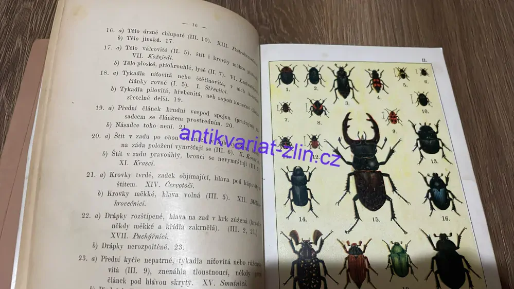 V. N. Boreckého : Malý sběratel brouků