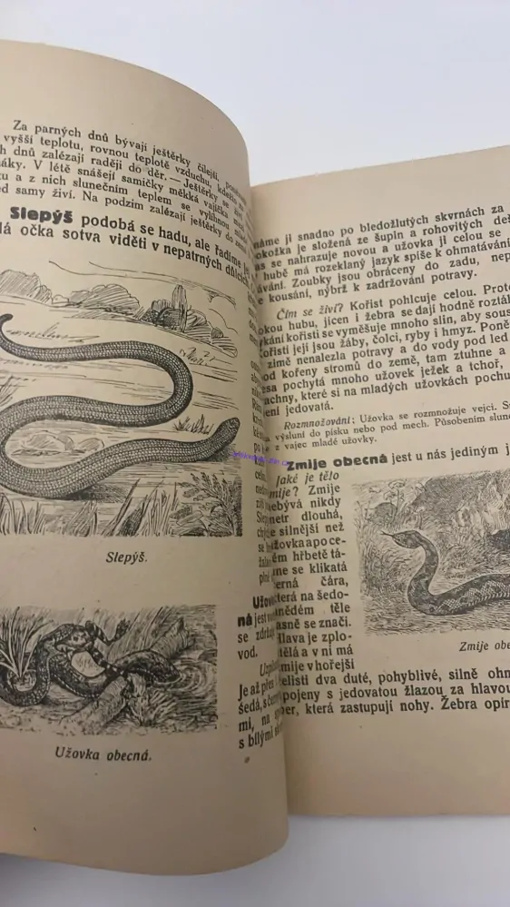 BOHUMIL SVAČINA : PŘÍRODOPIS PRO ŠKOLY OBECNÉ