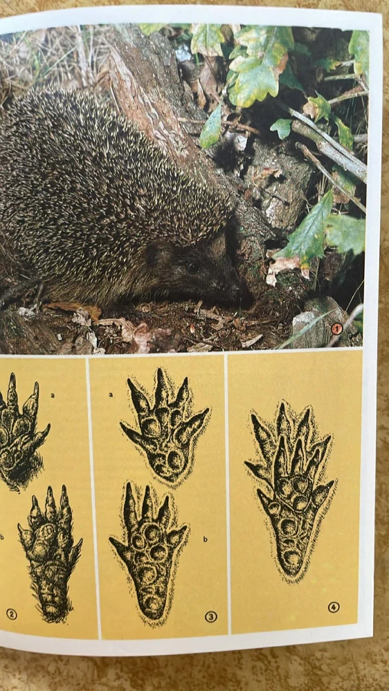 MIROSLAV BOUCHNER : POZNÁME JE PODLE STOP