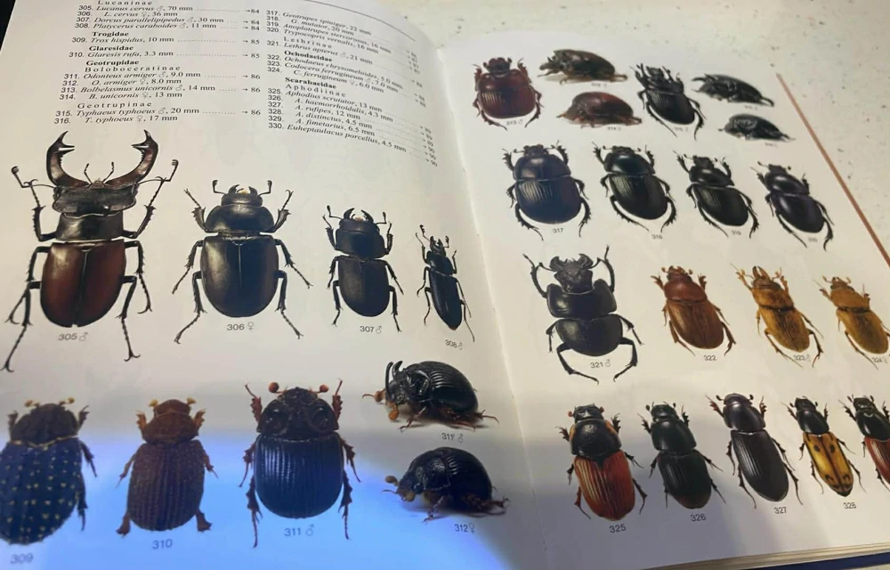 Karel Hůrka : Brouci České a Slovenské republiky Beetles of the Czech and Slovak Republics