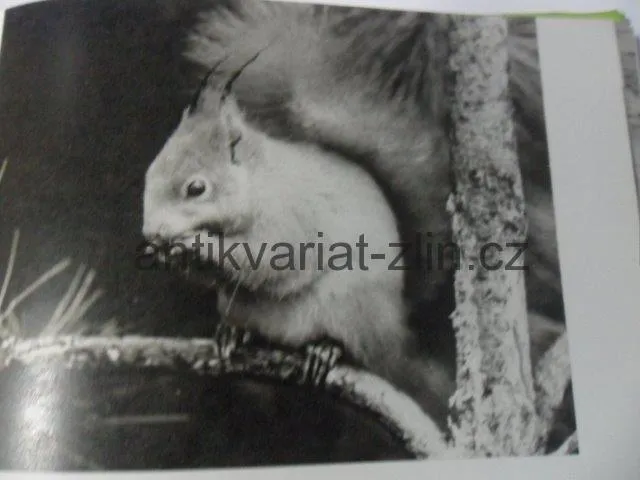 J. HOLEČEK, D. FISCHEROVÁ - O REZATÉ VEVERCE