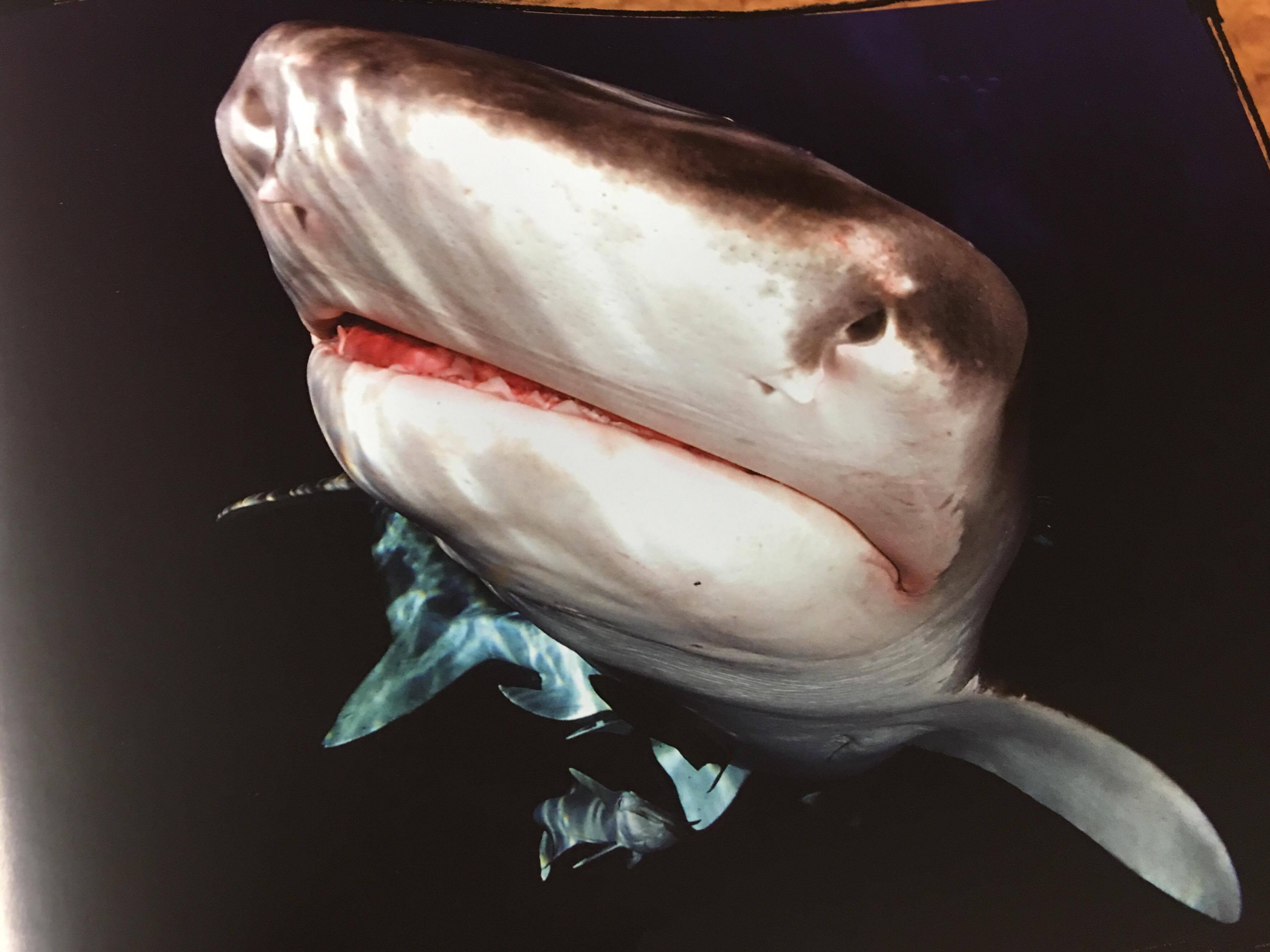 RICHARD JARONĚK - ČELISTI AFRIKY