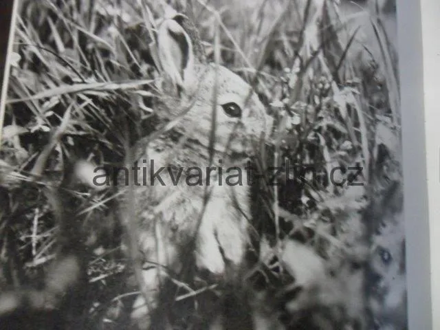 J. HOLEČEK, D. FISCHEROVÁ - O REZATÉ VEVERCE