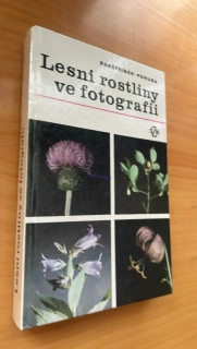 PORUBA : LESNÍ ROSTLINY VE FOTOGRAFII